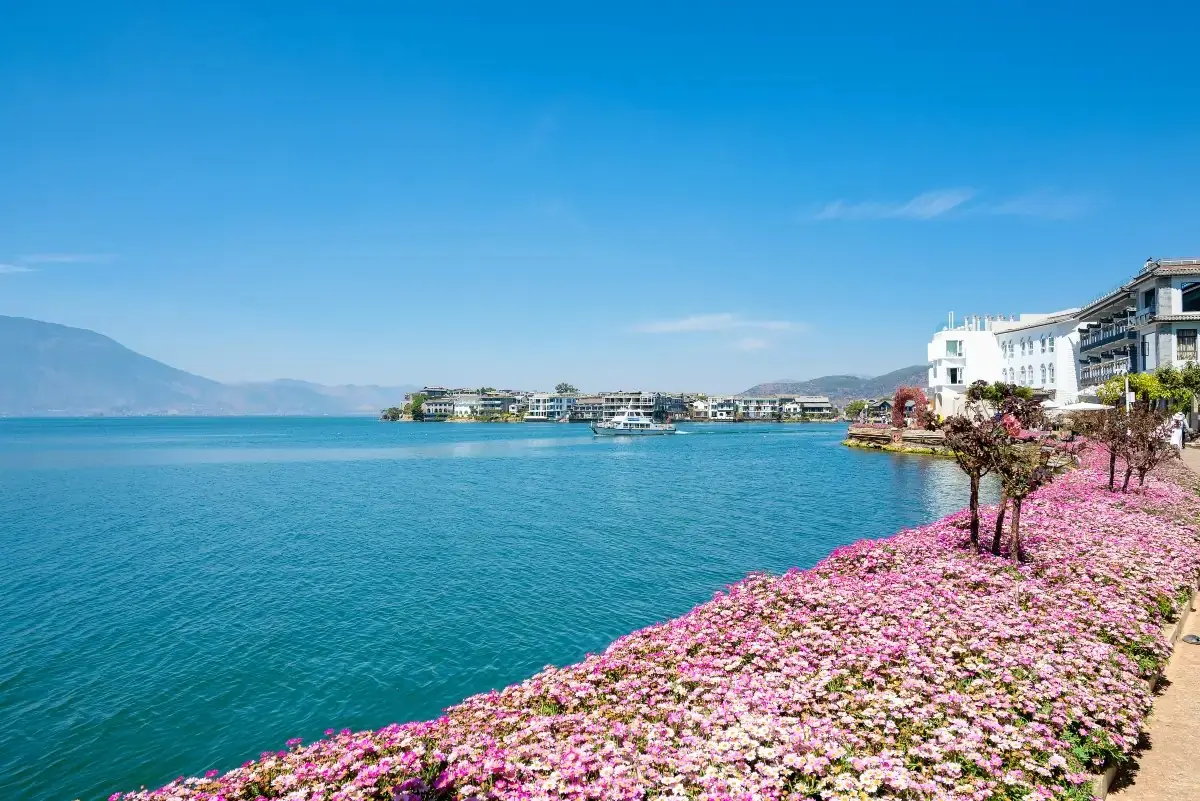 Erhai Lake at Shuanglang in Dali on a clear day — blue water, a cruise boat and flower beds along the shore