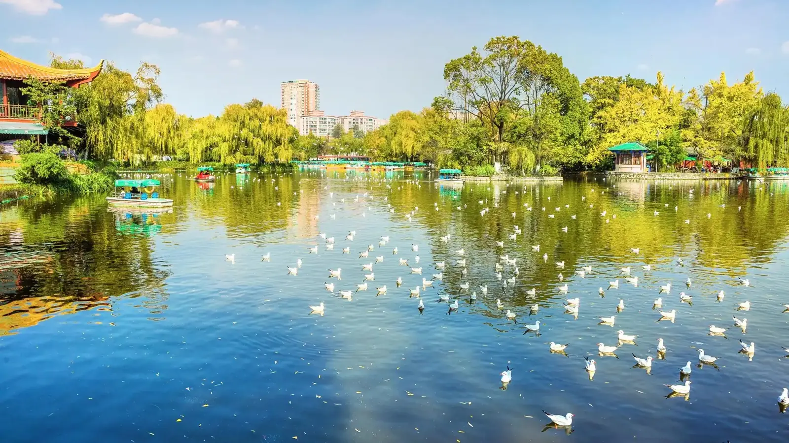 Green Lake Park (Cuihu) in Kunming — black-headed gulls on the water, with willows, pavilions and pedal boats