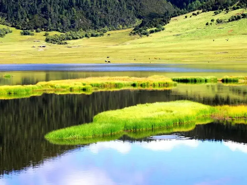 Sunshine on the meadows and lake of Pudacuo National Park, Shangri-La — grass islands in still water below the forest