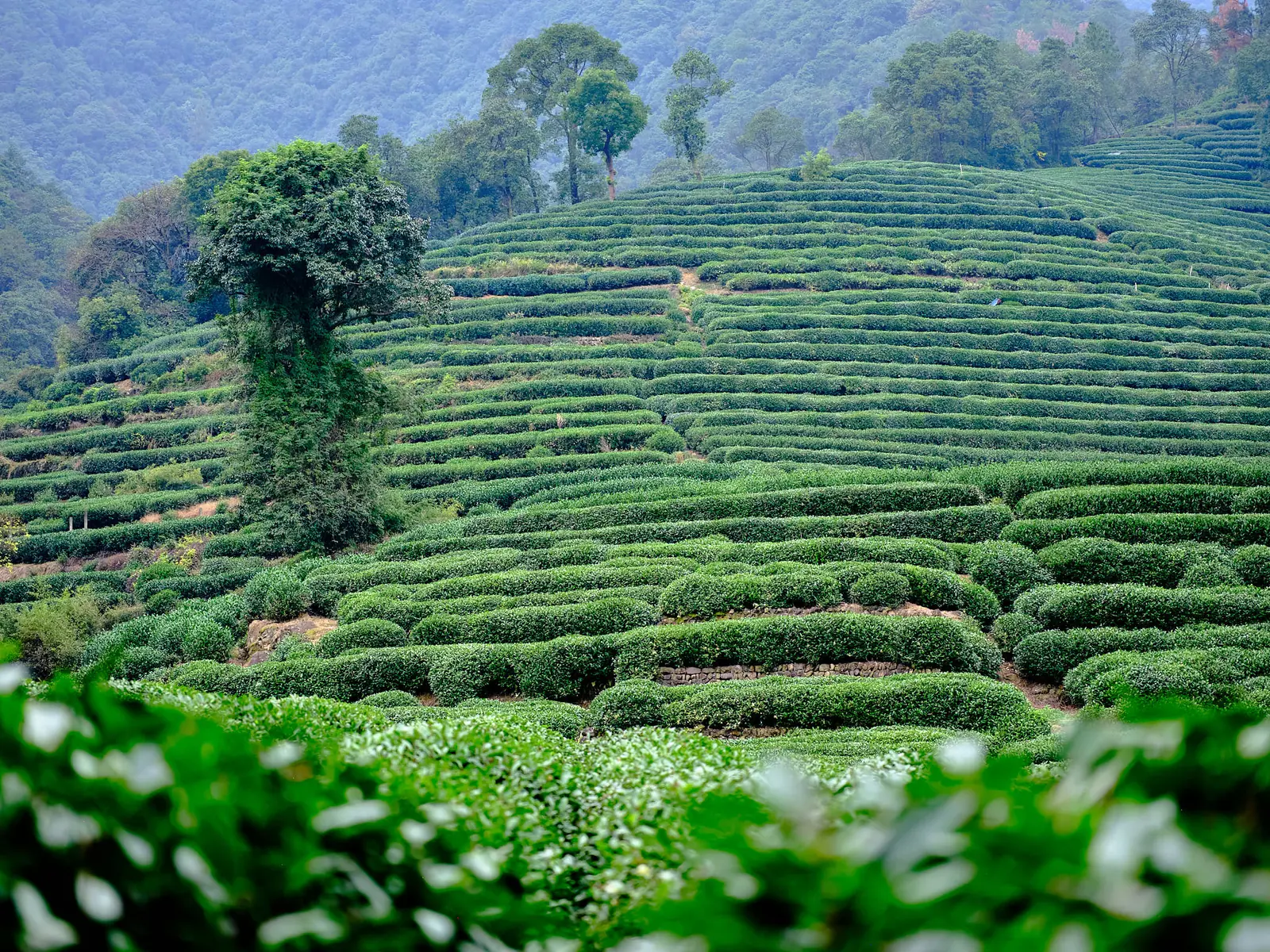 Terraced rows of Longjing tea bushes climbing the green hills of the tea villages above West Lake in Hangzhou