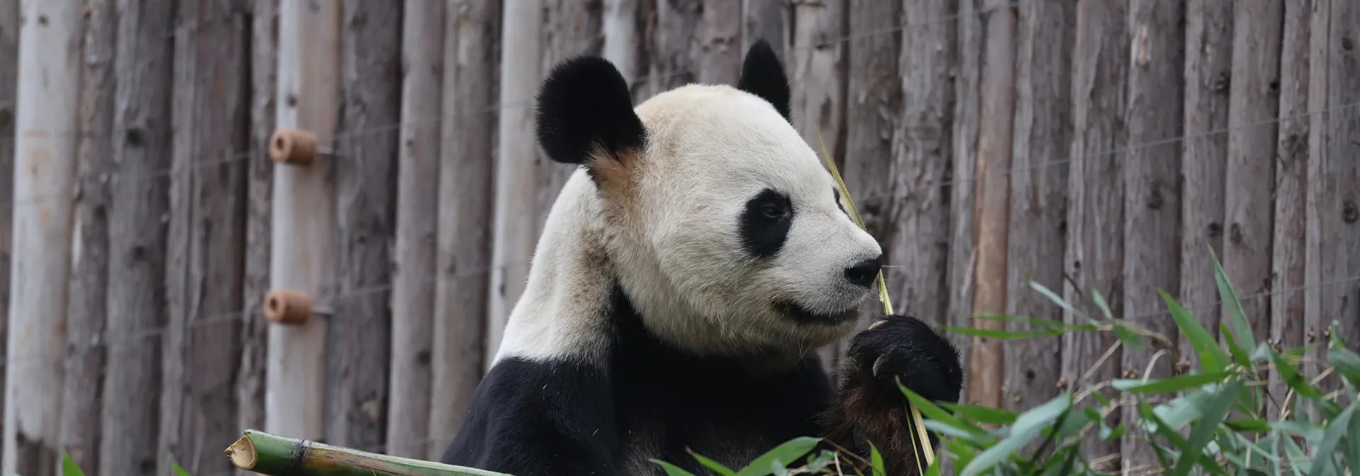 A giant panda eating bamboo at the Chengdu panda base