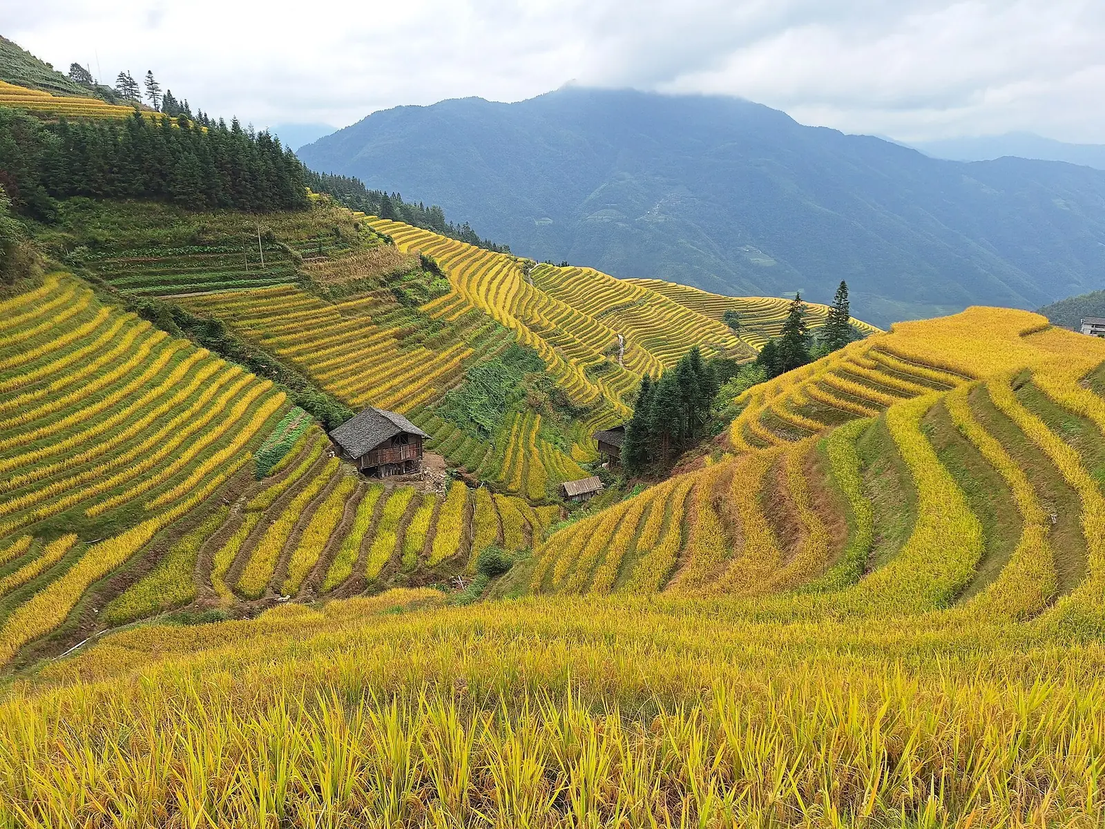 The green Longji rice terraces and a hillside village in the hills above Guilin