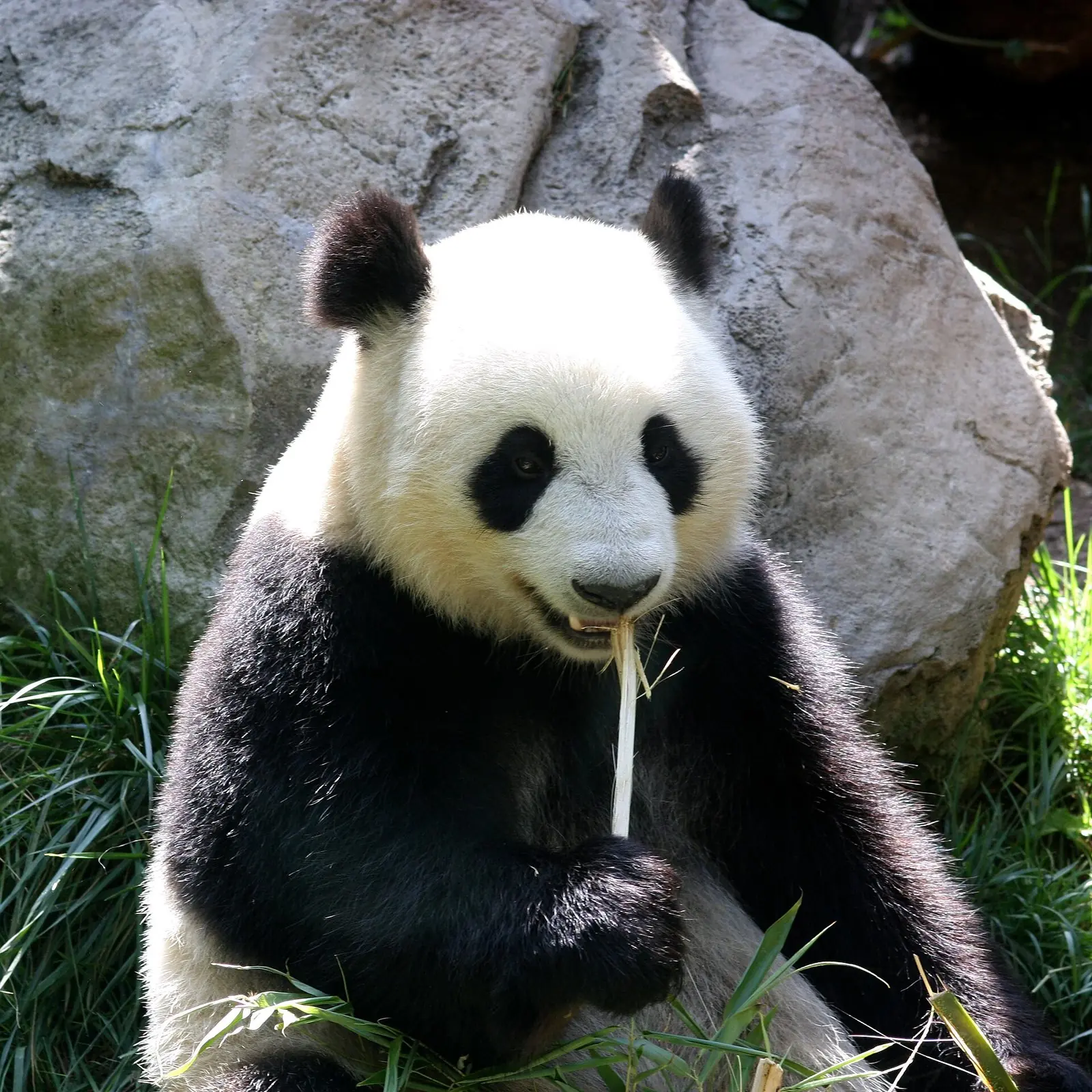 A giant panda eating bamboo at the Chengdu panda base